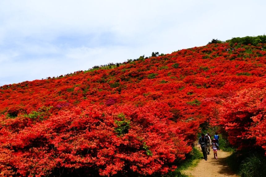 奈良県御所市 大和葛城山の山頂一帯に咲くヤマツツジの群生地の風景