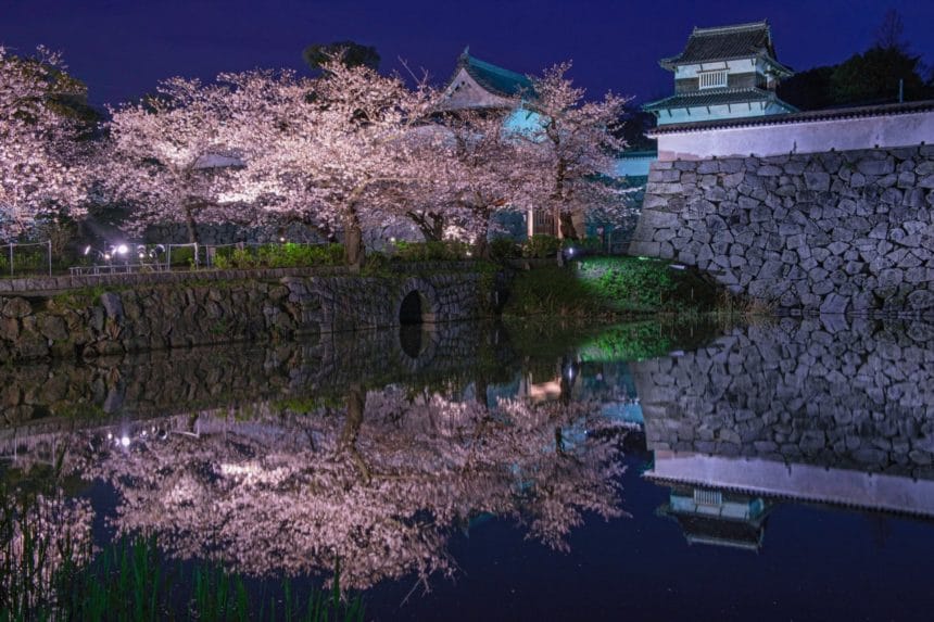 福岡市中央区 舞鶴公園の福岡城跡を彩る満開の桜並木と歴史的な石垣の風景