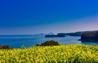 大分県豊後髙田市 見頃を迎えて黄色い絨毯のように咲き誇る長崎鼻の菜の花と青い海