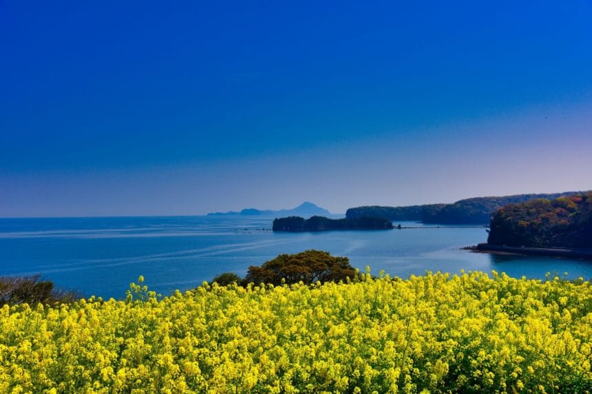 大分県豊後髙田市 見頃を迎えて黄色い絨毯のように咲き誇る長崎鼻の菜の花と青い海