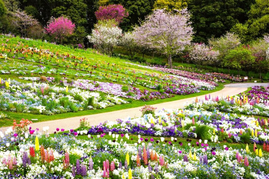 神奈川県横浜市 里山ガーデンフェスタ 大花壇を彩る春の花々