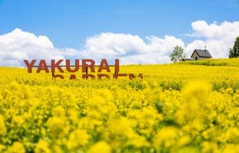 宮城県加美町 やくらいガーデンの一面に広がる菜の花畑