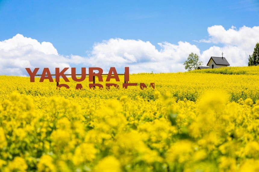宮城県加美町 やくらいガーデンの一面に広がる菜の花畑