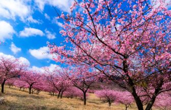 熊本県南阿蘇村 阿蘇五岳を背景に約6700本の桜が咲き誇るアスペクタ（南阿蘇桜公園）