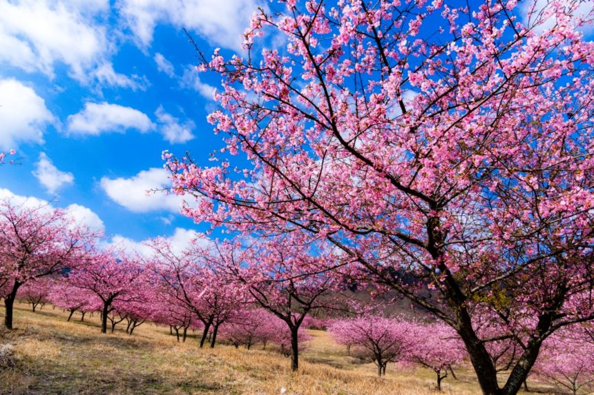 熊本県南阿蘇村 阿蘇五岳を背景に約6700本の桜が咲き誇るアスペクタ（南阿蘇桜公園）