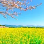 宮崎県西都市 日本最大級の規模を誇る特別史跡の西都原古墳群を彩る桜と菜の花