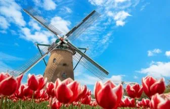 千葉県佐倉市 印旛沼湖畔の佐倉ふるさと広場に咲き誇る赤いチューリップとオランダ風車