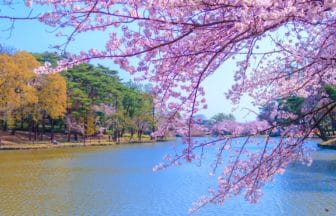 埼玉県さいたま市 大宮公園に咲く満開の桜の風景