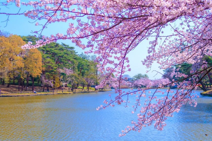 埼玉県さいたま市 大宮公園に咲く満開の桜の風景