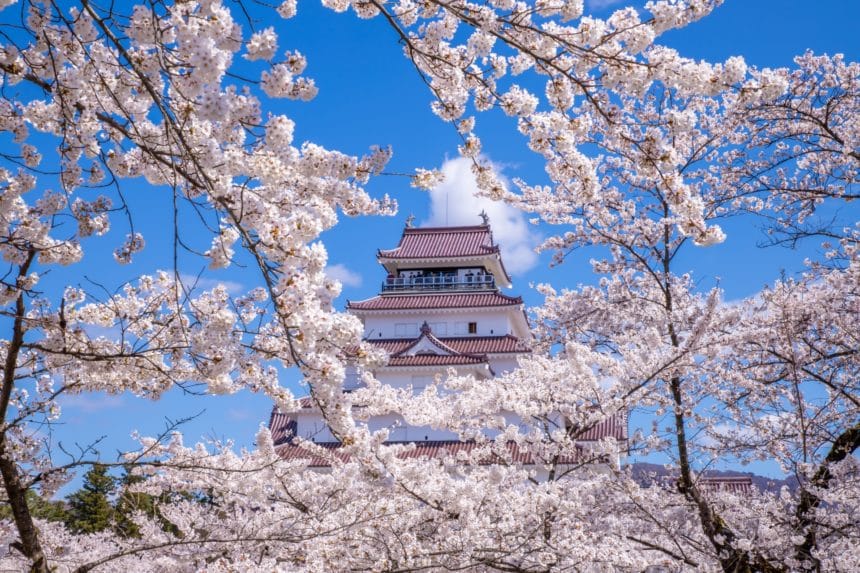 福島県会津若松市 日本さくら名所100選に選出された満開の桜と鶴ヶ城の天守