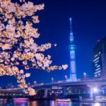 東京都台東区 満開の桜と東京スカイツリーを望む隅田公園の絶景
