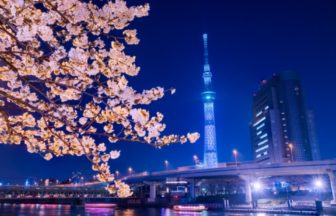 東京都台東区 満開の桜と東京スカイツリーを望む隅田公園の絶景