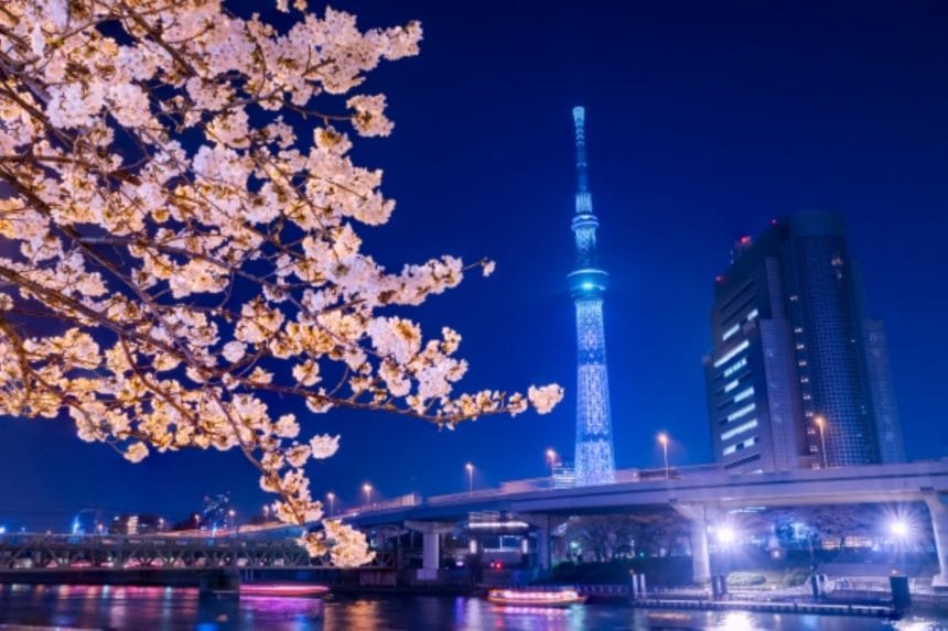 東京都台東区 満開の桜と東京スカイツリーを望む隅田公園の絶景