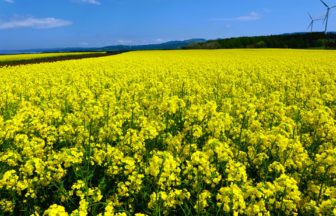 青森県横浜町 日本最大級の作付け面積を誇る広大な菜の花畑と美しい青空