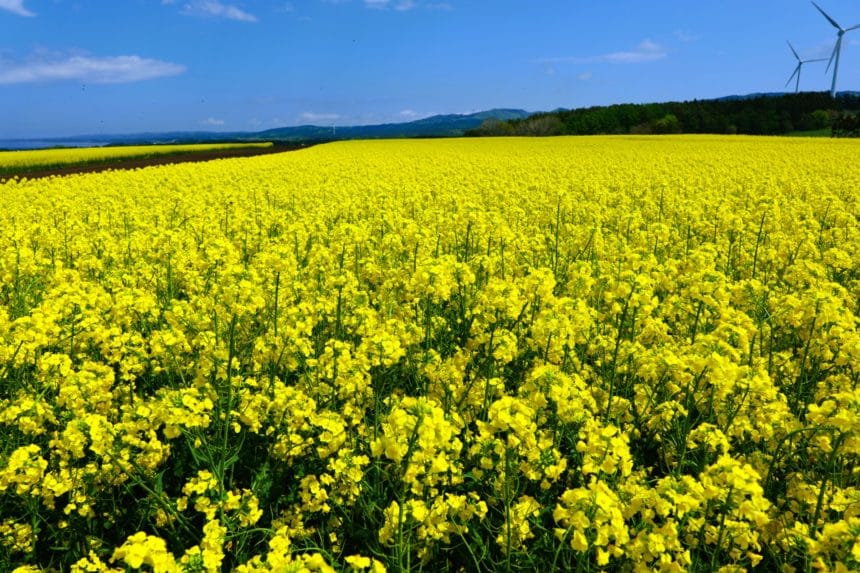 青森県横浜町 日本最大級の作付け面積を誇る広大な菜の花畑と美しい青空