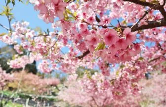 千葉県鋸南町 佐久間ダム湖親水公園 頼朝桜の花が咲き誇る近景