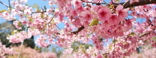 千葉県鋸南町 佐久間ダム湖親水公園 頼朝桜の花が咲き誇る近景