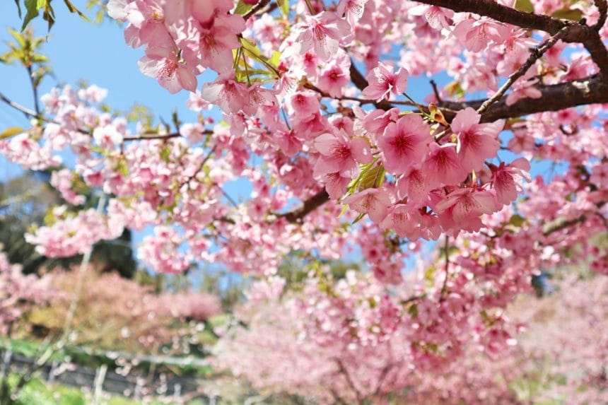 千葉県鋸南町 佐久間ダム湖親水公園 頼朝桜の花が咲き誇る近景