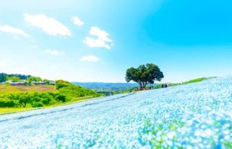 千葉県富津市 マザー牧場の花の谷に咲き誇る約100万本のネモフィラ