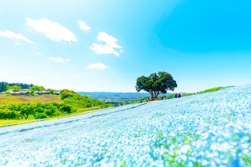 千葉県富津市 マザー牧場の花の谷に咲き誇る約100万本のネモフィラ