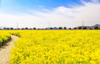 岡山県笠岡市 約1000万本の菜の花が黄色い絨毯のように咲き誇る笠岡ベイファーム