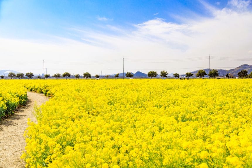 岡山県笠岡市 約1000万本の菜の花が黄色い絨毯のように咲き誇る笠岡ベイファーム