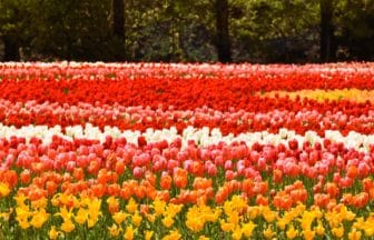 広島県世羅町 約75万本のチューリップが咲き誇る西日本最大級の花畑である世羅高原農場