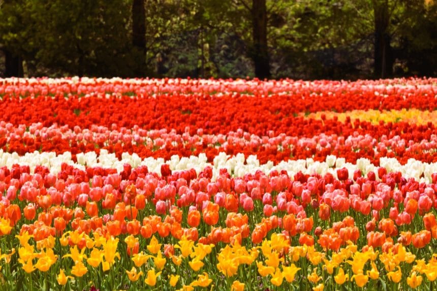 広島県世羅町 約75万本のチューリップが咲き誇る西日本最大級の花畑である世羅高原農場