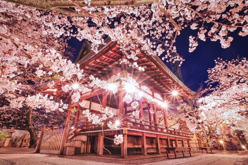 滋賀県大津市 天孫神社の境内を彩る満開の桜