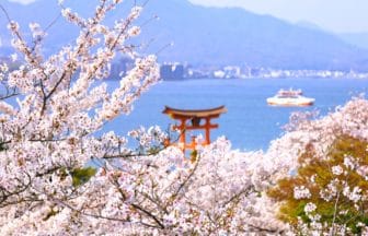 広島県廿日市市 世界文化遺産「宮島」を美しく彩る満開の桜と瀬戸内海