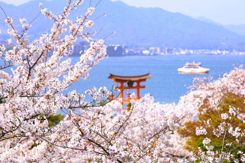 広島県廿日市市 世界文化遺産「宮島」を美しく彩る満開の桜と瀬戸内海