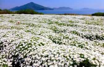 香川県三豊市 フラワーパーク浦島の瀬戸内海を望むマーガレットの花畑