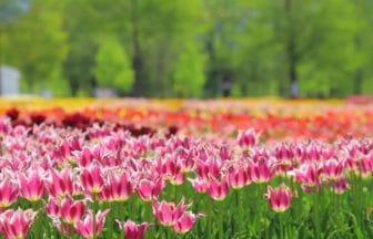 滋賀県日野町 滋賀農業公園ブルーメの丘に咲き誇る約12万本のチューリップ