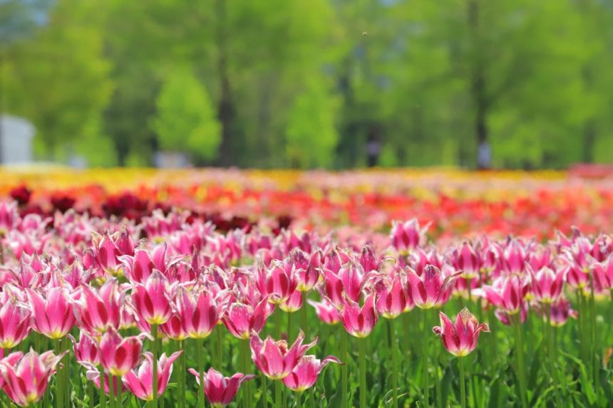 滋賀県日野町 滋賀農業公園ブルーメの丘に咲き誇る約12万本のチューリップ