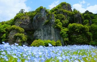 大分県中津市 耶馬渓・青の洞門対岸に広がる青いネモフィラ畑