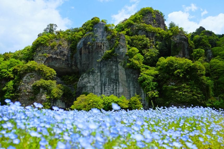 大分県中津市 耶馬渓・青の洞門対岸に広がる青いネモフィラ畑
