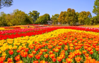 岐阜県海津市 日本最大の国営公園である木曽三川公園センターを色鮮やかに彩る春のチューリップ