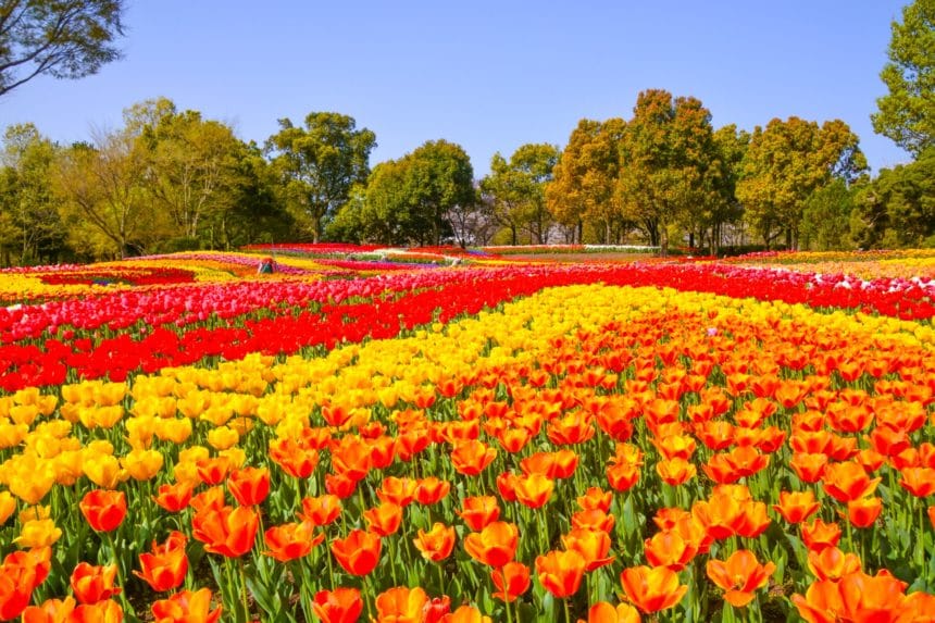 岐阜県海津市 日本最大の国営公園である木曽三川公園センターを色鮮やかに彩る春のチューリップ