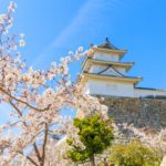 兵庫県明石市 日本さくら名所100選に選ばれた明石公園の満開の桜と明石城の櫓