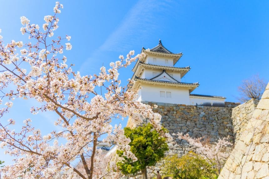 兵庫県明石市 日本さくら名所100選に選ばれた明石公園の満開の桜と明石城の櫓