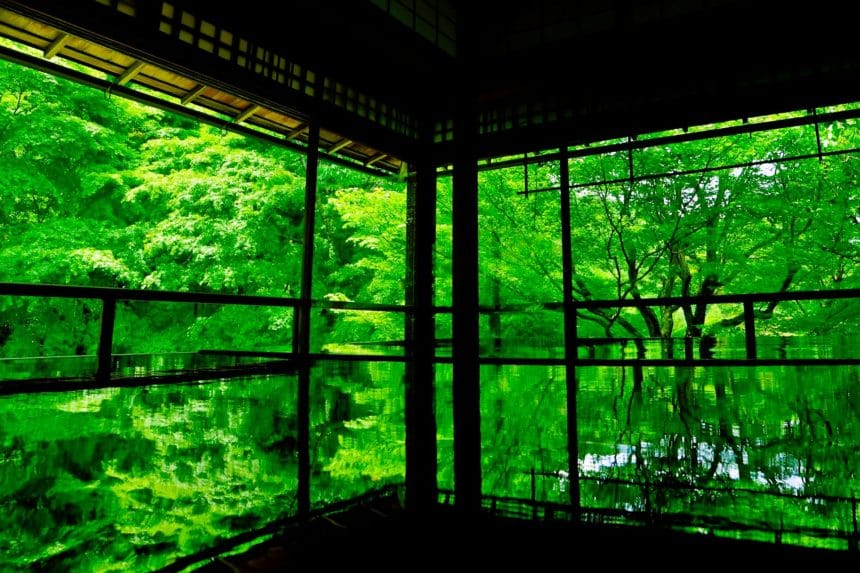 京都市左京区 瑠璃光院春・夏の特別拝観 書院の机に映り込む新緑の青もみじ（床もみじ）