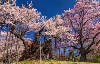 山梨県北杜市 日本三大桜のひとつである実相寺の山高神代桜の満開の姿