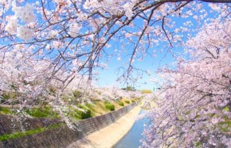 愛知県名古屋市 山崎川四季の道に咲き誇る満開の桜並木