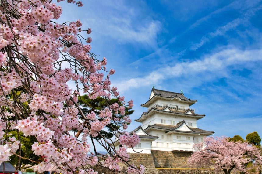 神奈川県小田原市 小田原城天守と満開の桜の風景