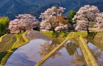 三重県津市 日本さくら名所100選に選ばれた三多気の桜
