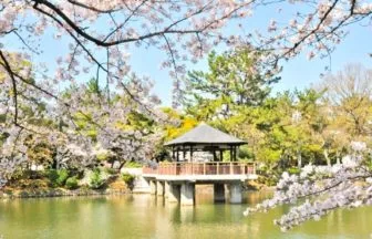 愛知県名古屋市 日本さくら名所100選に選ばれた鶴舞公園の池を彩る満開の桜