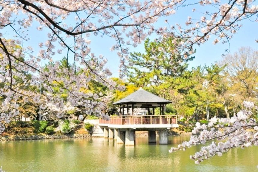 愛知県名古屋市 日本さくら名所100選に選ばれた鶴舞公園の池を彩る満開の桜