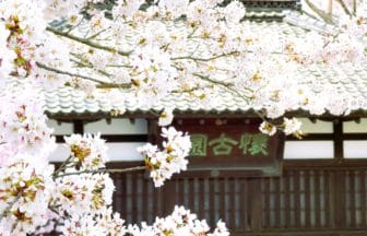 長野県小諸市 日本さくら名所100選に選ばれた小諸城址懐古園の桜風景