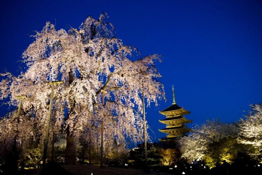 京都市南区 五重塔を背景に幻想的にライトアップされた樹齢120年の不二桜
