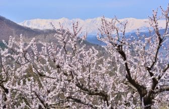 長野県千曲市 一目十万本と称される日本一の生産地であるあんずの里の美しい風景